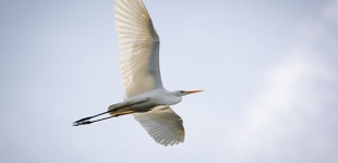 Great white egret | Silberreiher