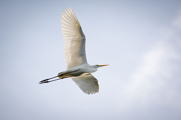 Great white egret | Silberreiher